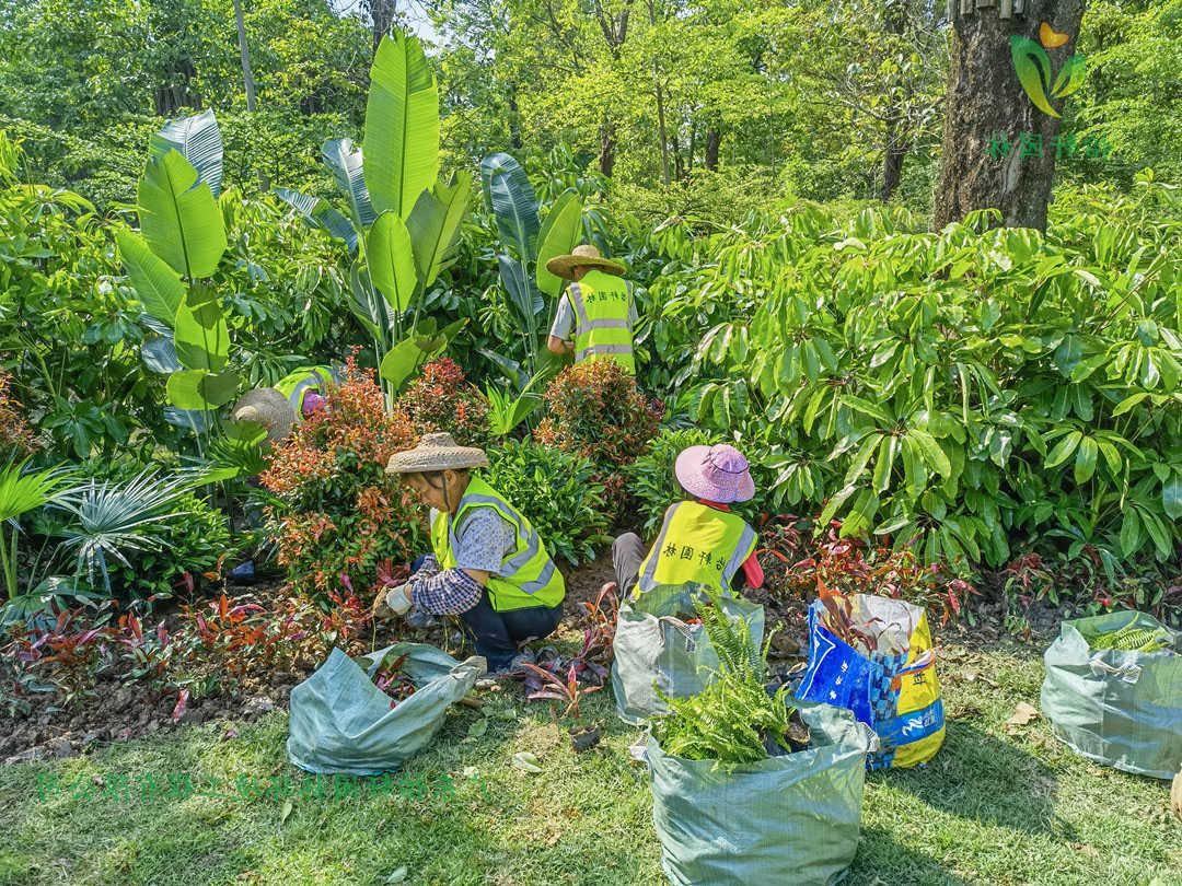 菲律宾网赌合法平台工人正在施工种植